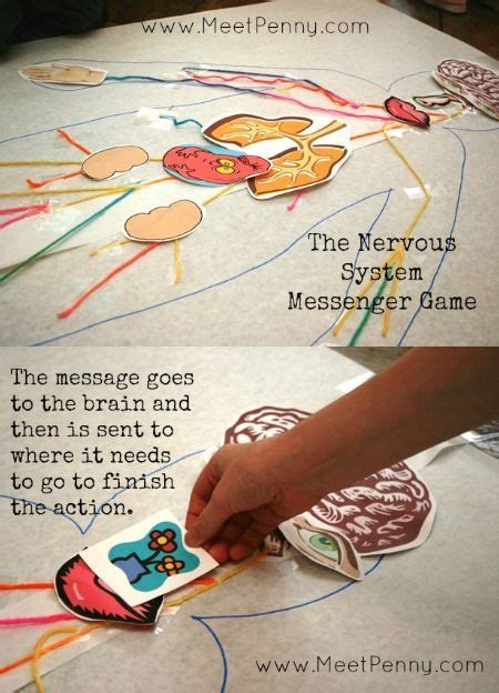 Nervous System Lesson Ideas With Printable Game For Apologiaworld Anatomy And Physiology