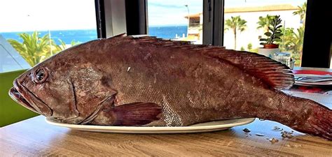 Cherne An Emblematic Fish Of The Canary Islands Marca Canaria