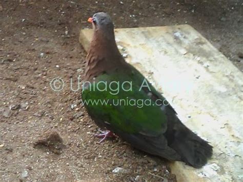 Burung Punai Tanah - Uniaga Aviary