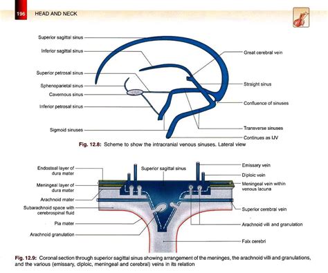 Bd Chaurasias Human Anatomy Volume Head Neck And Bra Flickr