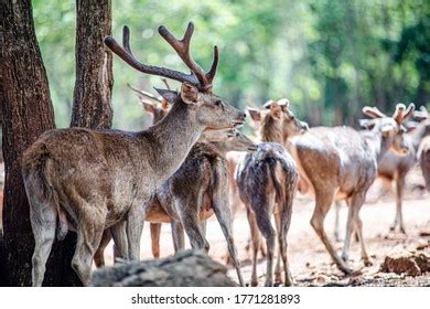 Rusa Timorensis Javan Rusa Cervidae Deer Stock Photo 1771281893 ...