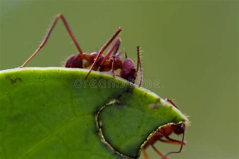 Leaf Cutter Ants Stock Photo Image Of Outdoor Leaf 109685942