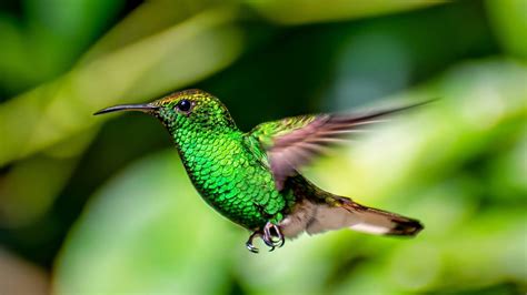 Download Green Hummingbird Focus Photography Wallpaper | Wallpapers.com