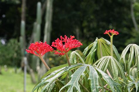 Jatropha Multifida Everything You Need To Know About The Coral Flower