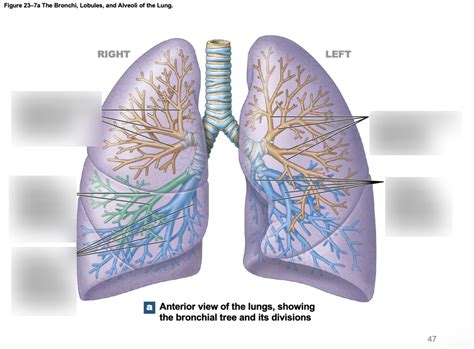 Lung Anatomy Diagram Quizlet