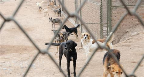 Quieres ayudar a los perros sin hogar WUF te enseña cómo WUF EL