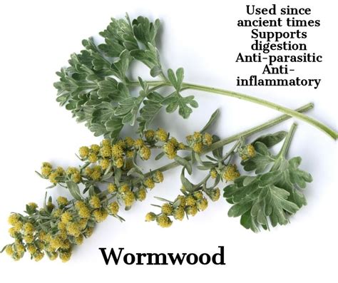 Wormwood Herbs Plant Benefits Wormwood Plant