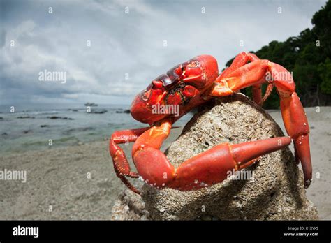 Christmas Island Red Crab At Ethel Beach Gecarcoidea Natalis Christmas Island Australia Stock