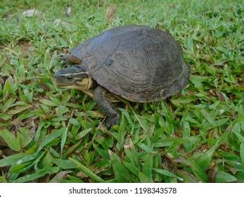 Philippine Box Turtle Cuora Amboinensis Stock Photo (Edit Now) 1198343578