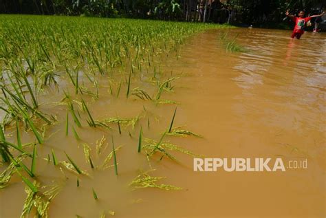 Hektare Tanaman Padi Terendam Banjir Republika Online