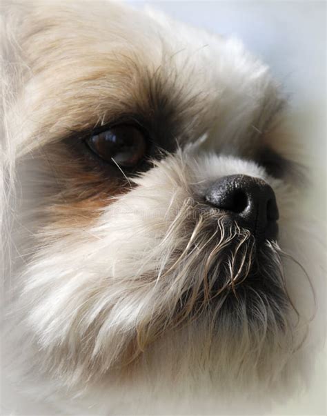 Shih Tzu Dog Portrait With Beautiful Large Eyes Stock Photo Image