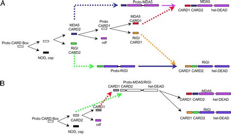 Evolution Of MDA 5 RIG I Dependent Innate Immunity Independent