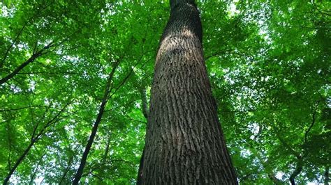 Baum Meditation Fliegen Durch Den Wald Sanfte Sch Ne Musik Und