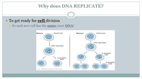 Dna Replication Ppt Download