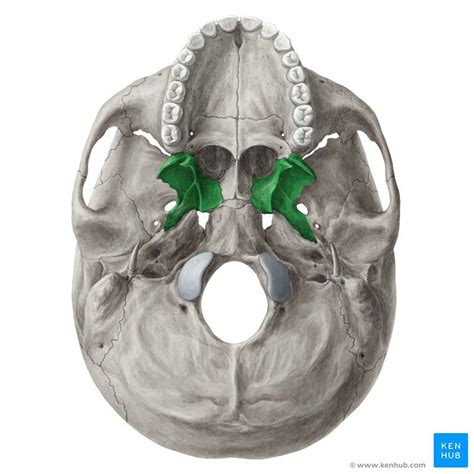 Medial Pterygoid Plate Of Sphenoid Bone