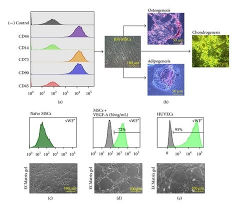 Characterization Of Bm Mscs Detailed Facs Characterization Revealed Download Scientific