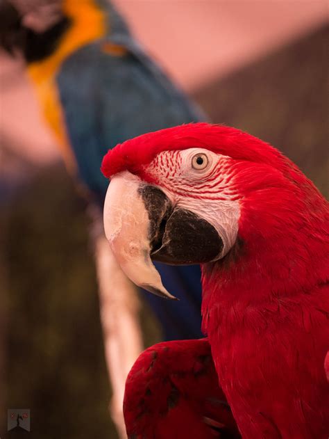 Red Macaw Hans Ijpma Flickr