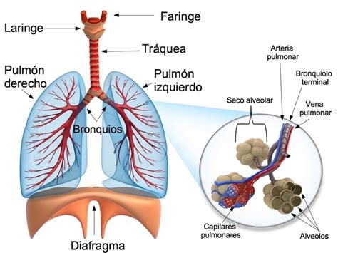 Sistema Respiratorio Mind Map