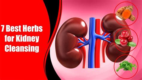 7 Best Herbs For Kidney Cleansing Love Healthy Life Youtube