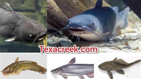 5 Types Of Catfish In Texas Texas Today