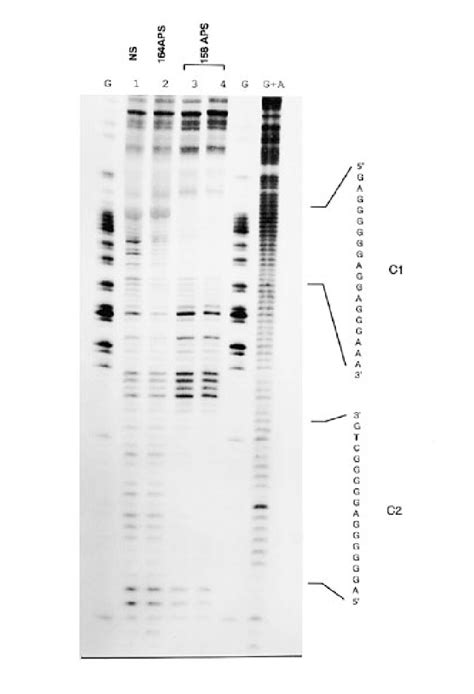 Dnase I Protection Analysis Of Collagen Promoter Sequence From To