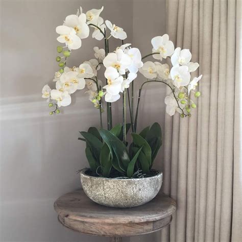 White Orchid Phalaenopsis Plants In Stone Look Bowl Cowshed Interiors