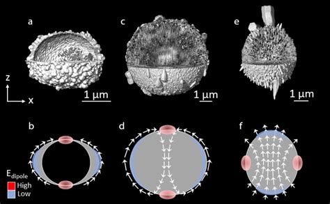 Self Transformation Of Solid CaCO3 Microspheres Into Core Shell And