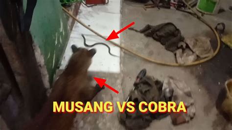 CIKO MUSANG VS COBRA YouTube