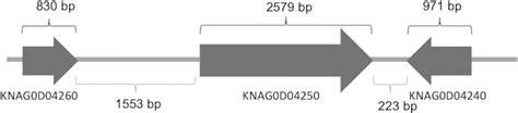 Three Open Reading Frames Orfs Cloned From Kazachstania Naganishii