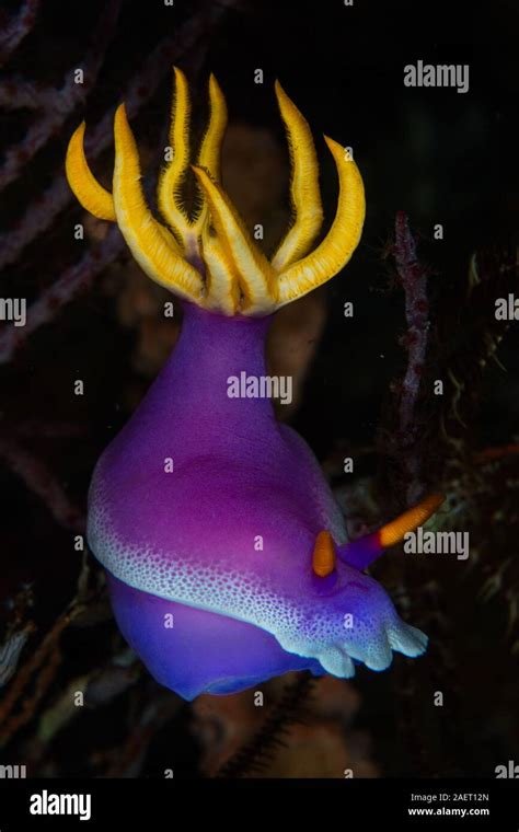 A Gorgeous Nudibranch Hypselodoris Bullocki Crawls Across A Coral