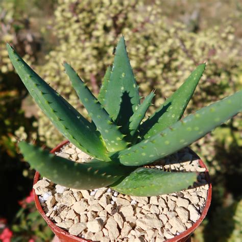 Shop For Aloe Marlothii Sinkatana Succulent Online Planet Desert