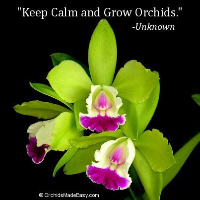 Orchid Quotes. QuotesGram