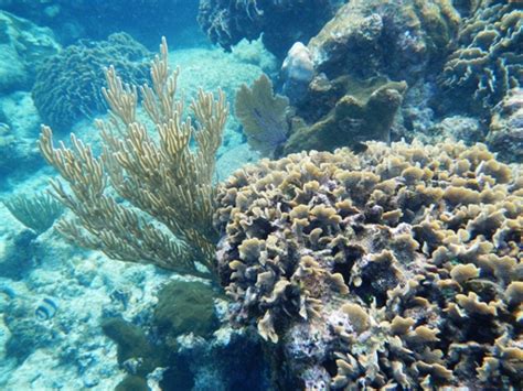 Snorkeling Roatán Honduras