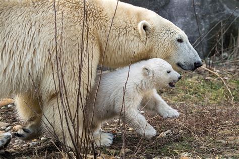 Eisbär-Baby in Schönbrunn ist ein Weibchen: Namenssuche beginnt