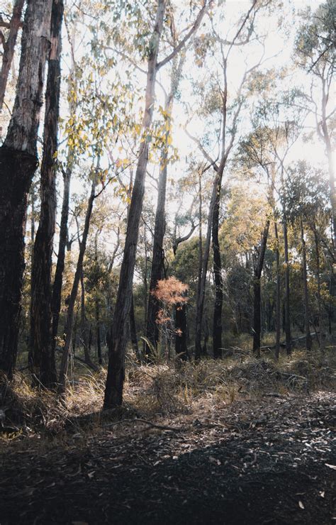 Hell's Gate and the Palmer River Goldfields