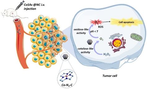 A Single‐atom Nanozyme Cascade For Selective Tumor‐microenvironment‐responsive Nanocatalytic