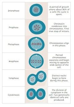 Mitosis Card Sort Digital Or Print By Teach Texas Biology Tpt