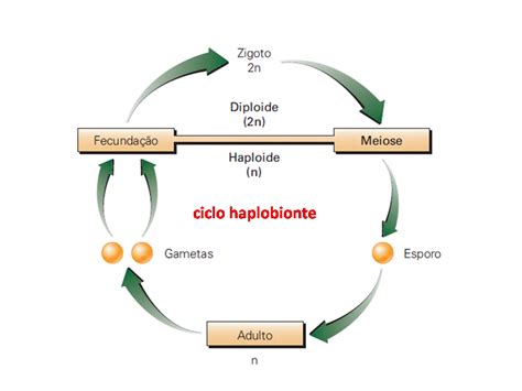 Biologia Ciclos Reprodutivos