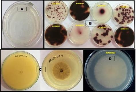 Guaiacol Oxidation Control Uninoculated Plate A Positive For