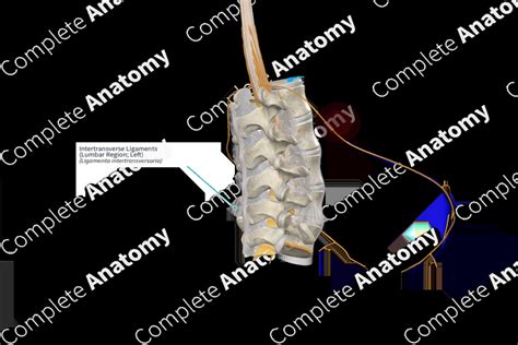 Intertransverse Ligaments (Lumbar Region; Left) | Complete Anatomy