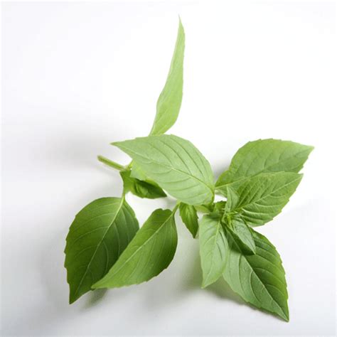 Lime Basil Seeds - Natural Seed Bank