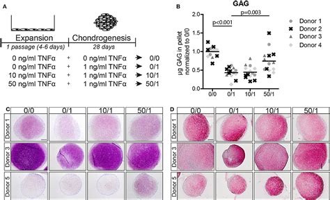 Frontiers Enhanced Chondrogenic Capacity Of Mesenchymal Stem Cells