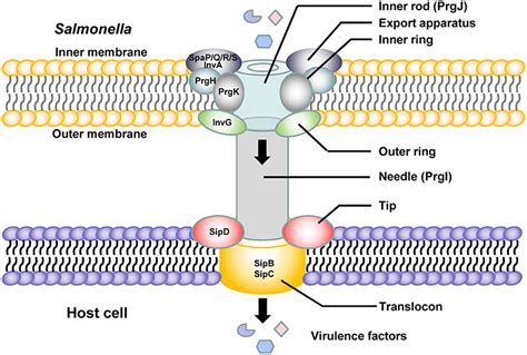 Frontiers Salmonella Pathogenicity Island 1 SPI 1 And Its Complex