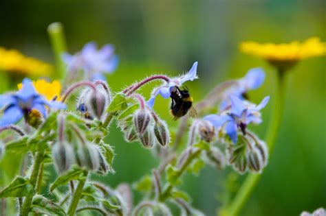 Extra Liefde Voor De Bloemetjes En Bijtjes Op World Bee Day Barts Boekje