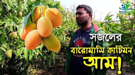 সজলের বারোমাসি থাই কাটিমন আম চাষ উদ্যোক্তার খোঁজে Youtube