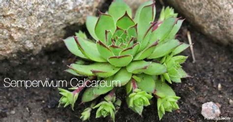 What Are The Best Succulent Ground Cover Plants?