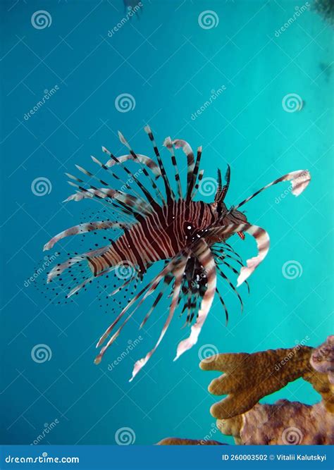 Lion Fish In The Red Sea In Clear Blue Water Hunting For Food Stock