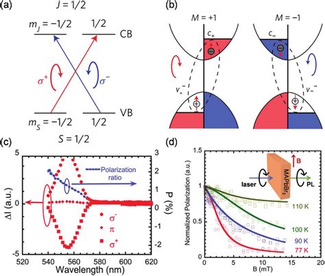 A Absorption Of Circularly Polarized Light And Spin Selective Optical