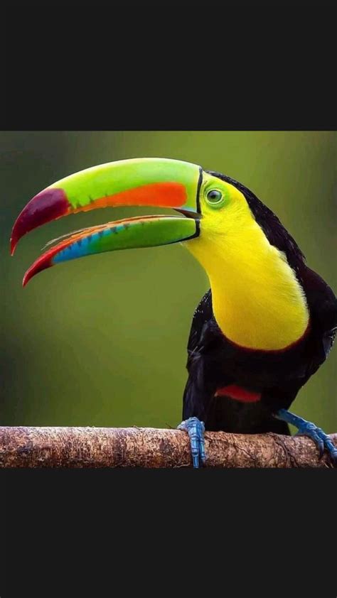 Colorful Toucan on Birds Island