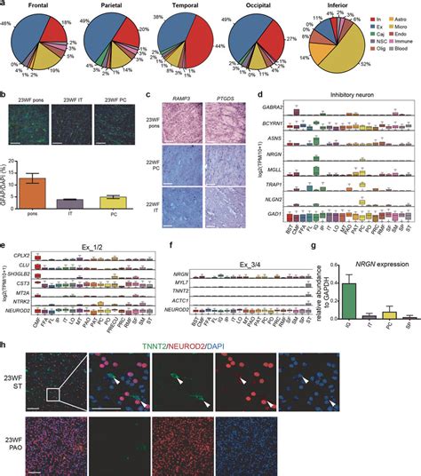 Spatial Differences In The Developing Human Cortex A Pie Chart